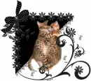 cute cat