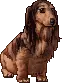 brown dog