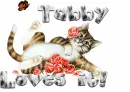 Tabby loves it