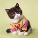 kitten