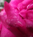 pink rose