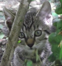 kitten