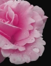 pink rose