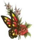butterfly