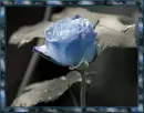 blue rose