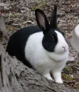 Bunny