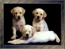 Puppies