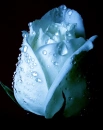 blue rose