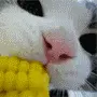 Corn Kitty