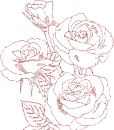 rose