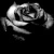 goth black rose