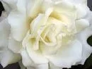 a white flower