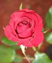 red rose