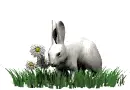 White pretty rabbit