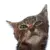 Cute Cat