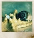 Sea star