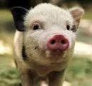 piggy