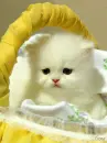 kitty