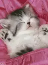 kitty
