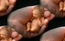 Pro Life