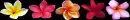 plumeria divider