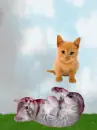 kitty in the air