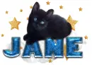 Jane cute cat