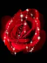 red rose
