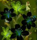 Fee with Butterflies