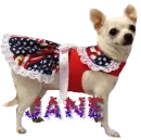 usa dog jane