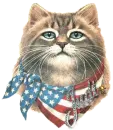 usa cat judi
