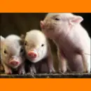 pocket pig