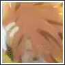 luke fon fabre 