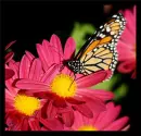 butterfly and daisy