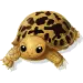 Baby Turtle