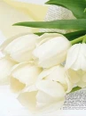 white tulips