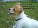 animal abuse