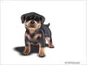 Pokey Rottweiler Foo Pets