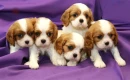 Cavalier King Charles 