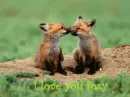 me n foxy