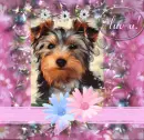 cute dog i love you