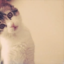Cute cat