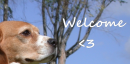 Dog 'WELCOME'