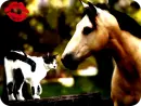 Konie, Horse, Cat