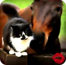 Konie, Horse, Cat