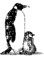 Penguins