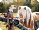 Konie, Horse, Cat, Animals