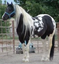 Paint Horse