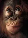 monkey
