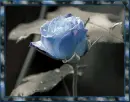 Blue Rose